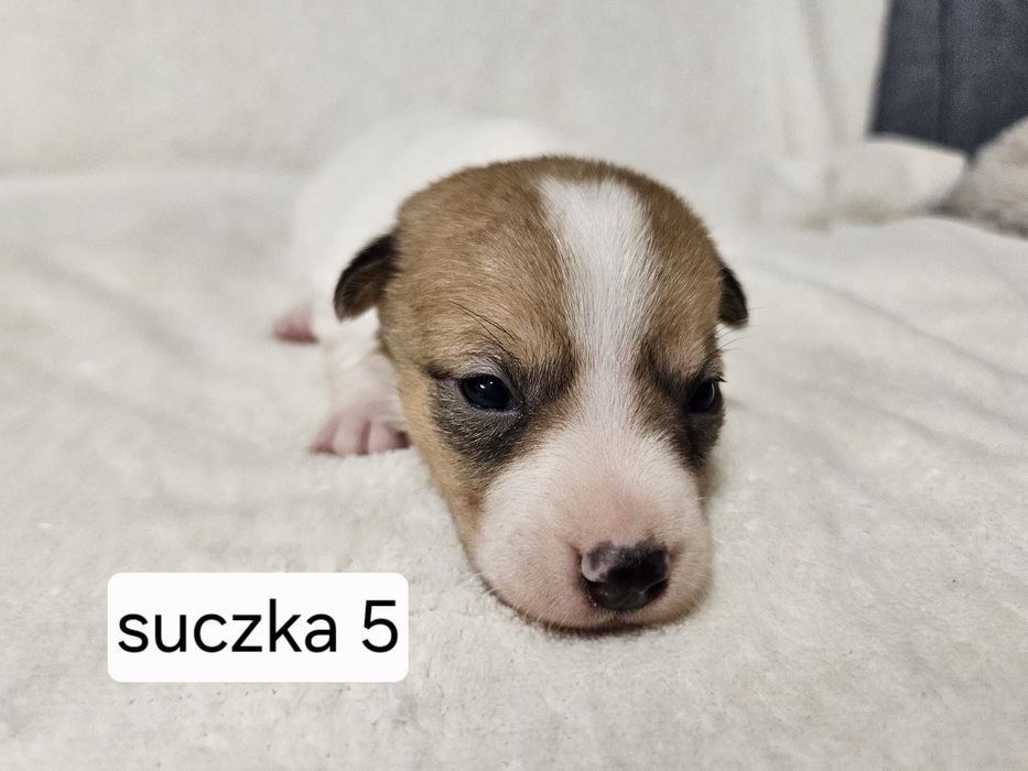 Suczka Jack Russell Terrier