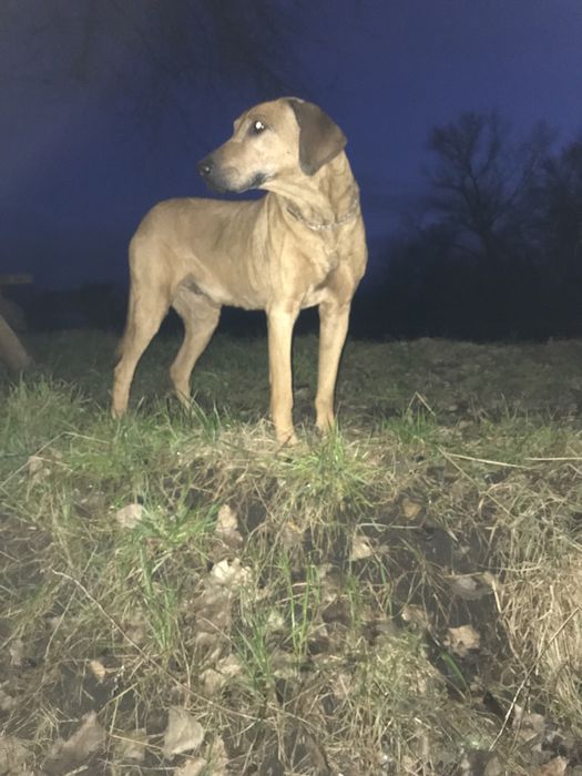 Потерялась собака порода Родезийский ричбек
