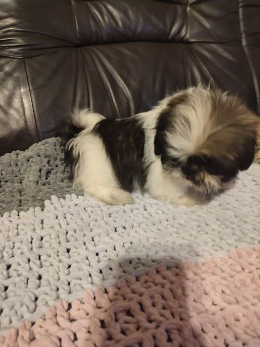 Shihtzu tricolor piesek