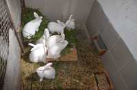 Królik,króliki termondzkie,samce,samice,TB