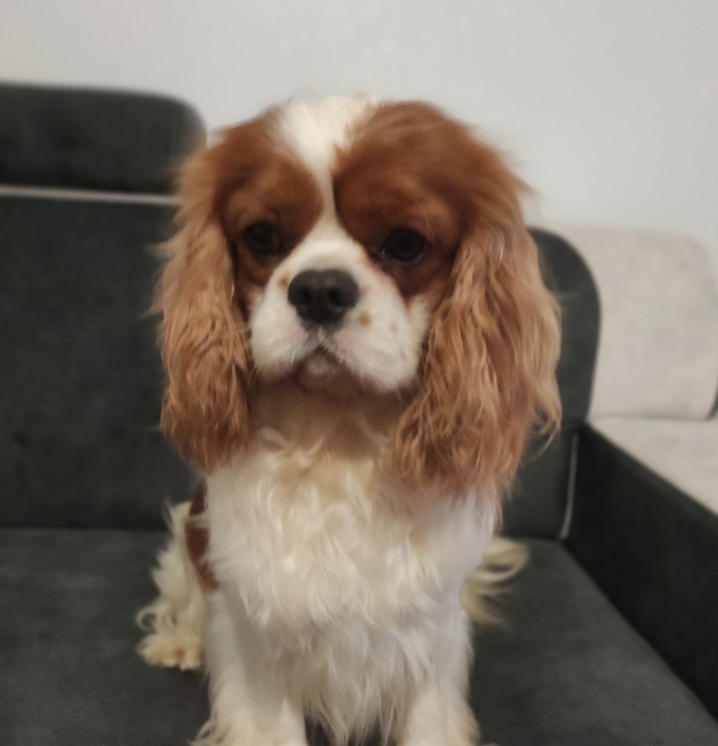 Reproduktor Cavalier King Charles Spaniel