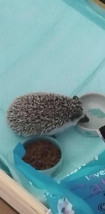 Jeż pigmejski 4,5 msc i klatka