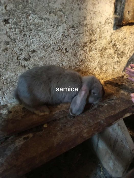 Samica młoda baran francuski