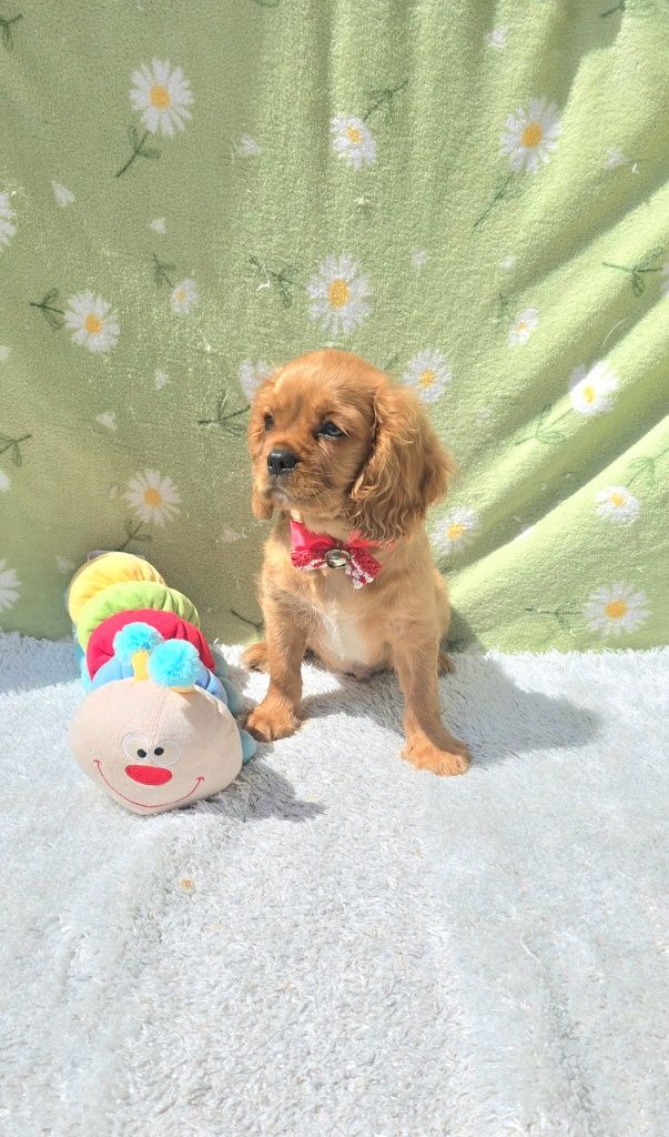 Cavalier King Charles Spaniel Macho