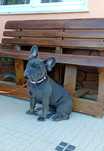 Bulldogue francês fêmea Azul
