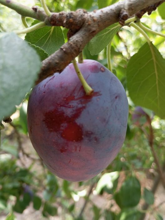 Черенки для прививки