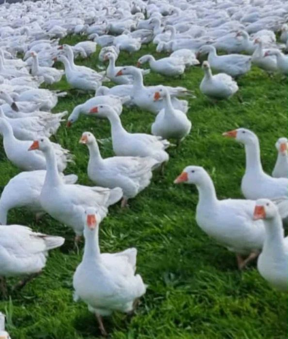 Sprzedam EKOLOGICZNE GĘSI, BIO Gęsina, Tuszka, Duże GĘSI., biale pióra