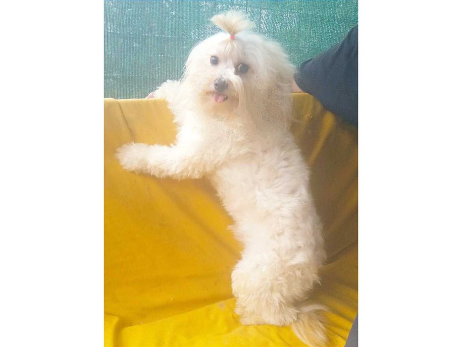 мальтипу F1, взрослый