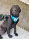 Buddy - 8 meses, xLabrador Retriever