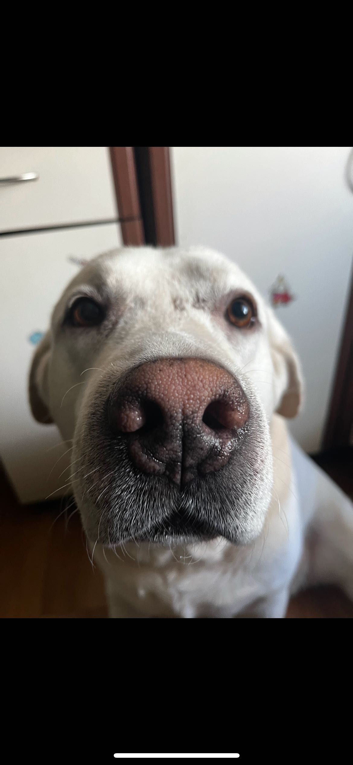 cudowny labrador o wielkim sercu szuka nowego, kochającego domu