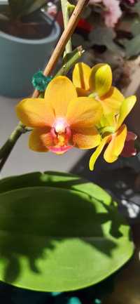 Орхідея Phalaenopsis "Краплини сонця"