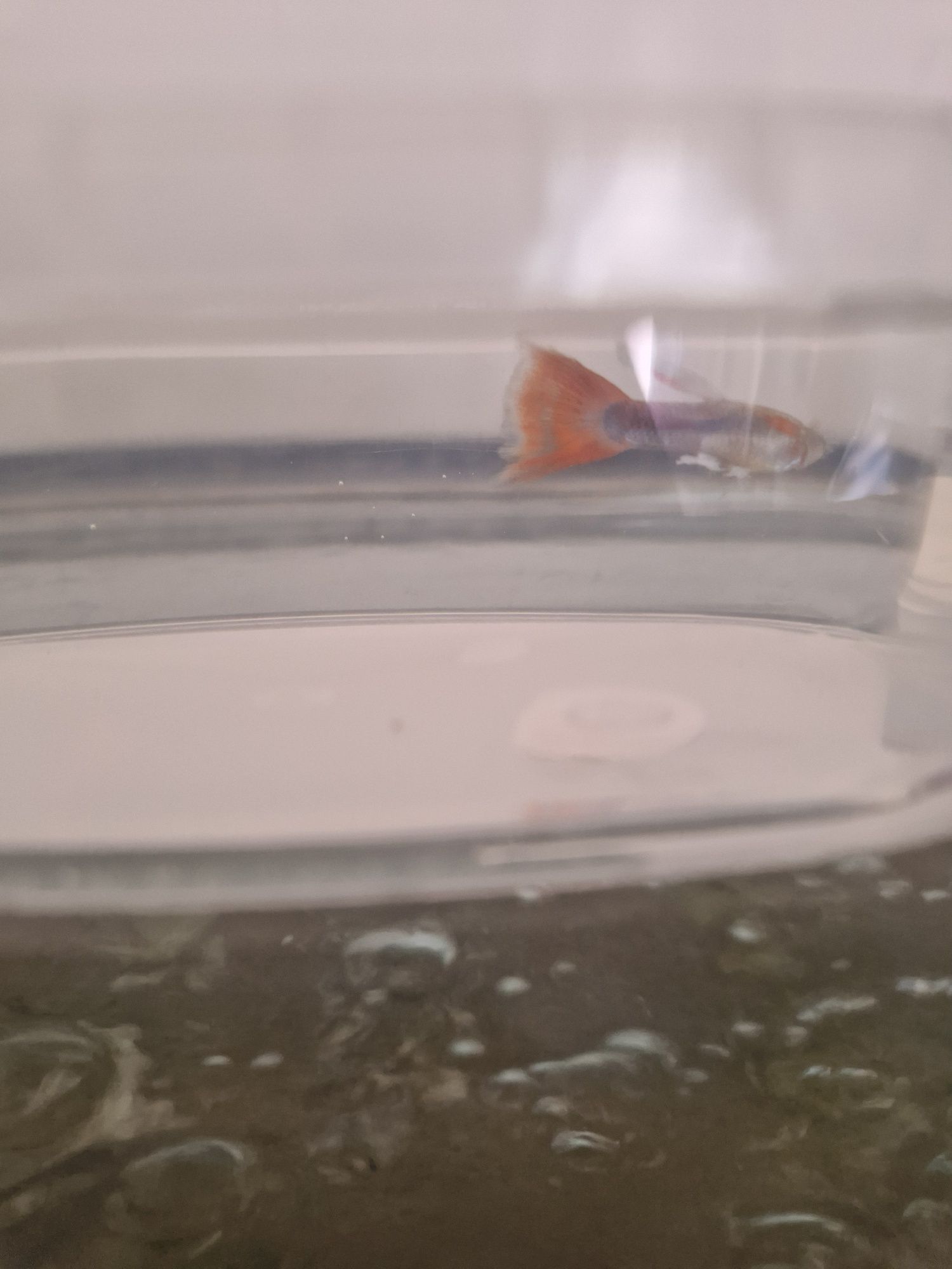 Guppies entrego em mãos Coimbra