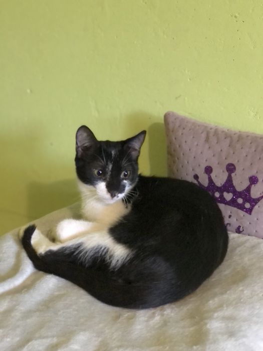 Котенок мальчик 8  месяца бесплатно