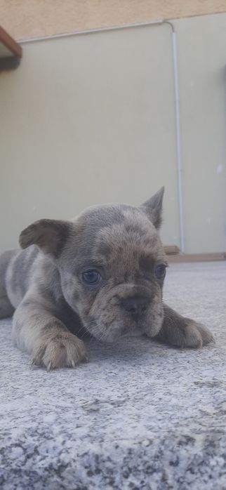 Buldogue francês  blue merle