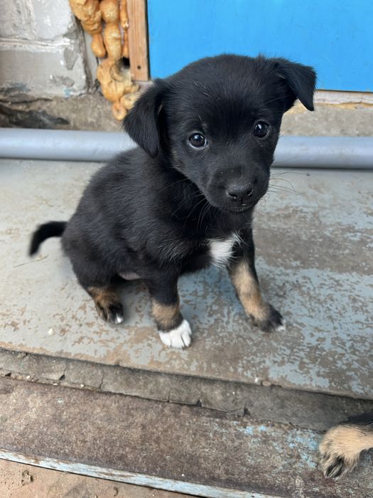 Віддам цуценят безкоштовно