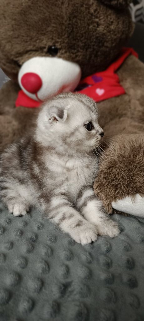 Котята шотладнцы, последний мальчик