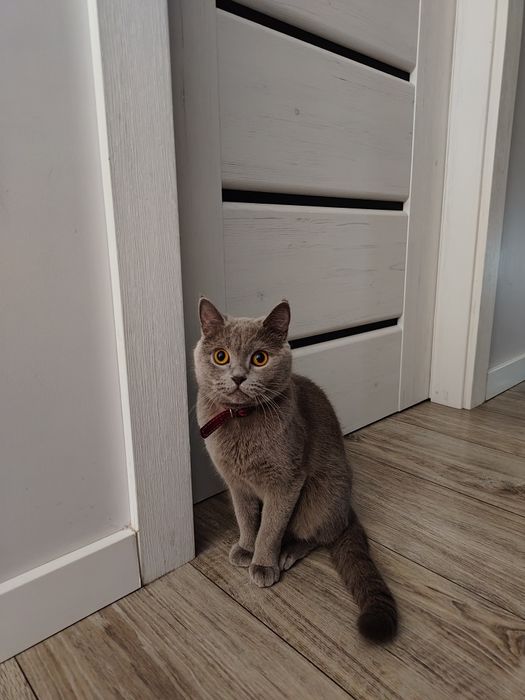 Kotka Brytyjska krótkowłosa 14 msc