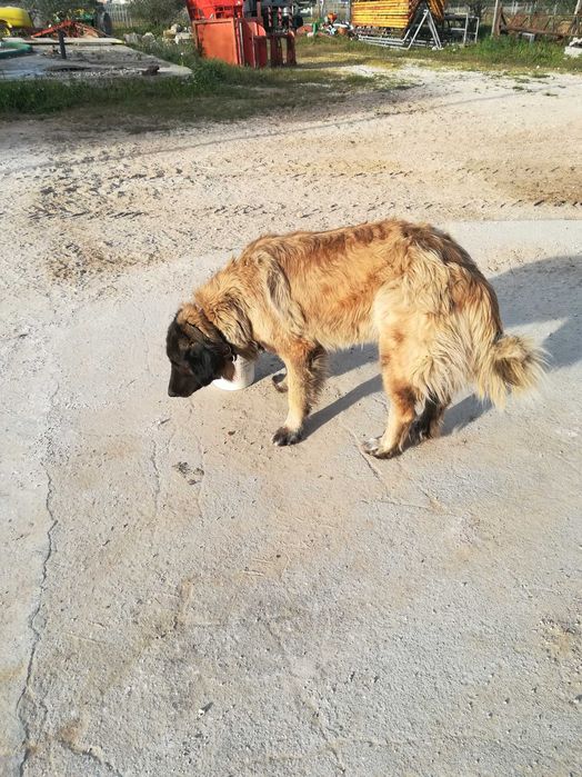 Cachorro Serra da Estrela