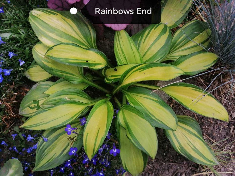 Продам колекційні хости