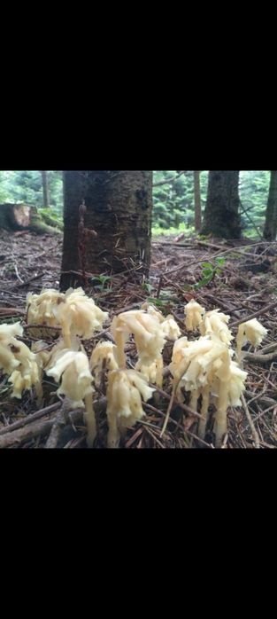 Korzeniówka pospolita 100ml z kroplomierzem - ataki paniki, nerwica it