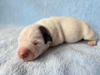Jack Russell Terrier piesek gładkowłosy 2#
