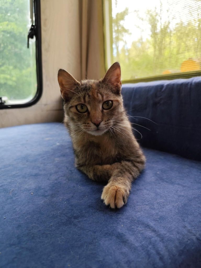 do adopcji kotka RYSIA