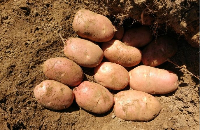 Batata saco 20kg