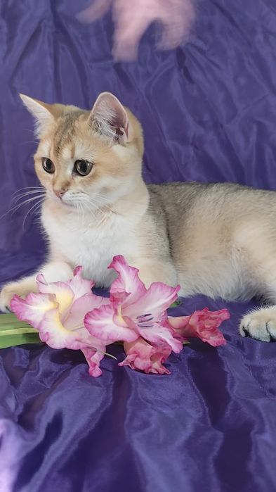Очень милые котята прямоухие золотая шиншилла мальчик девочка