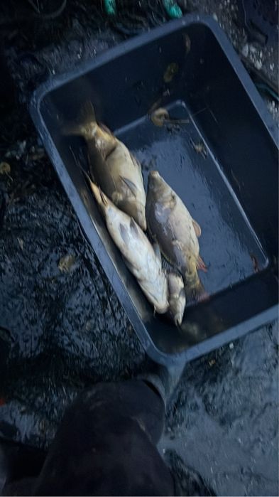 Karp hodowlany łuskowy i bez