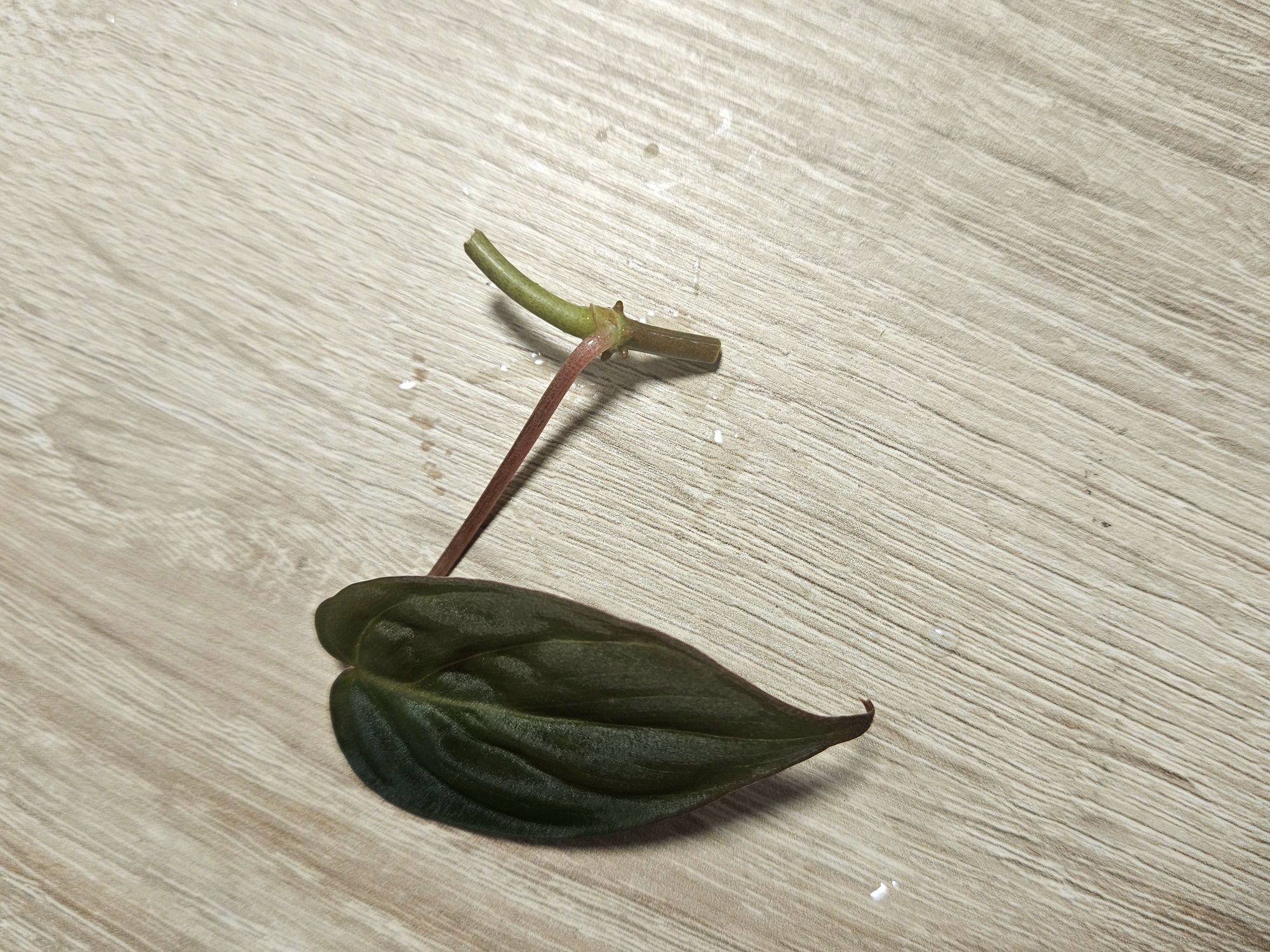 Philodendron scandens micans pędowka 1 liść