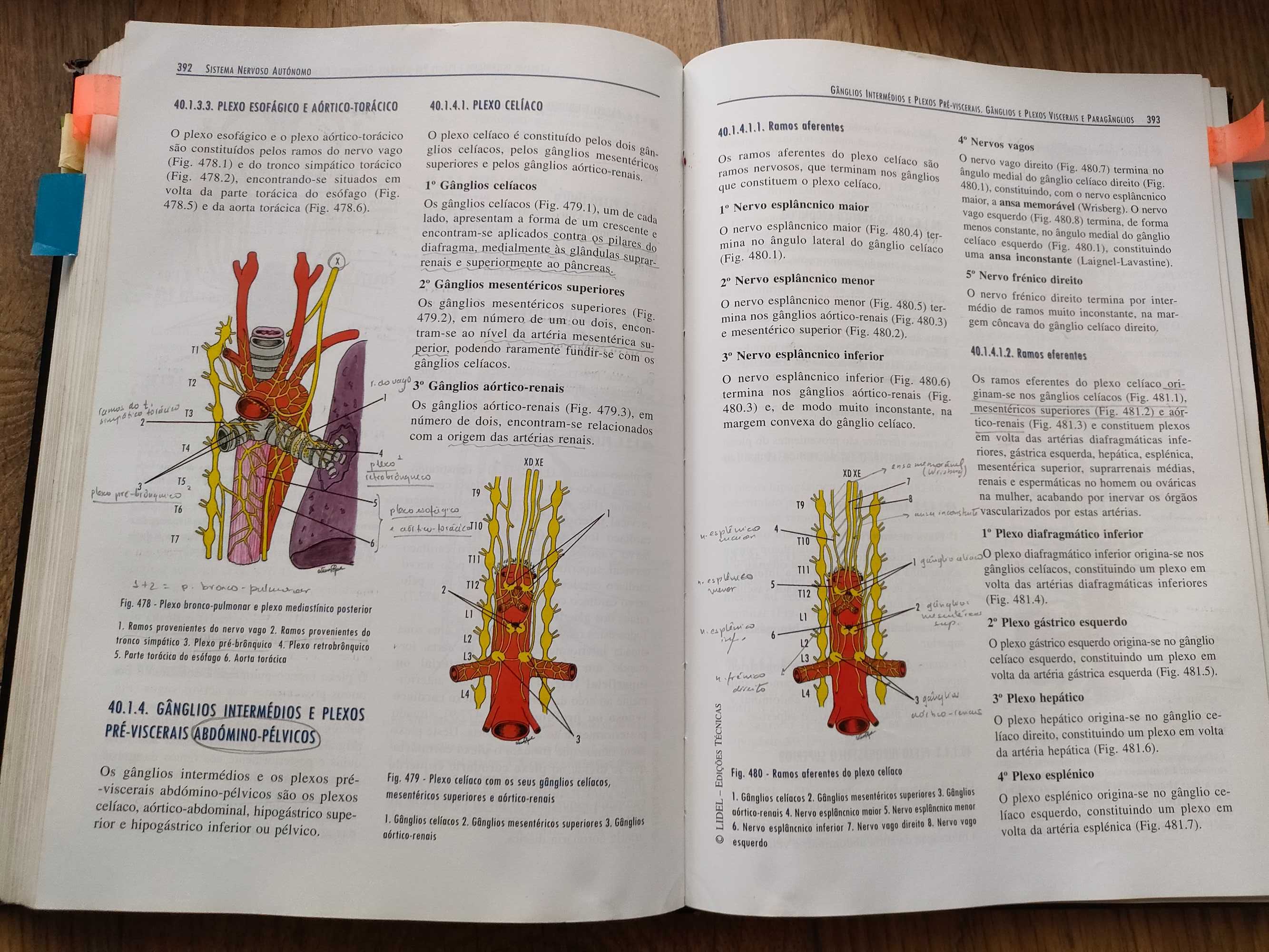 ANATOMIA HUMANA DA RELAÇÃO ("Pina da Relação") - J.A. Esperança Pina