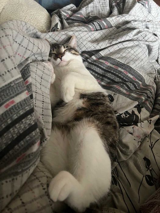 Віддаю котика у добрі руки!