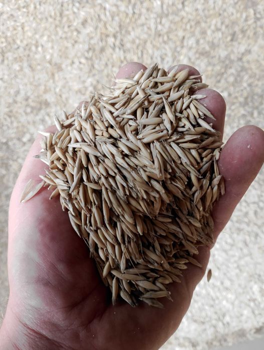 Owies ozimy snowbord po centrali