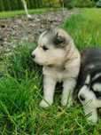 Husky Syberyjski szczenięta