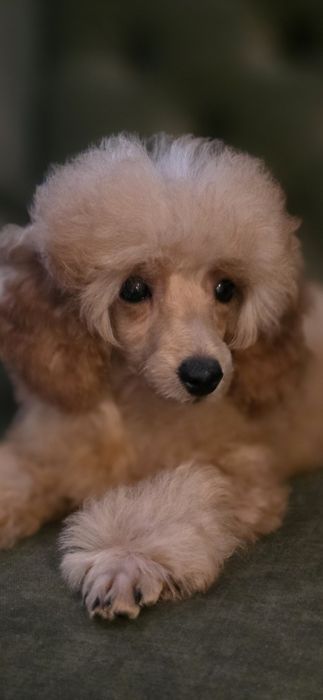 Pudel pudelki miniaturowe- chłopiec.