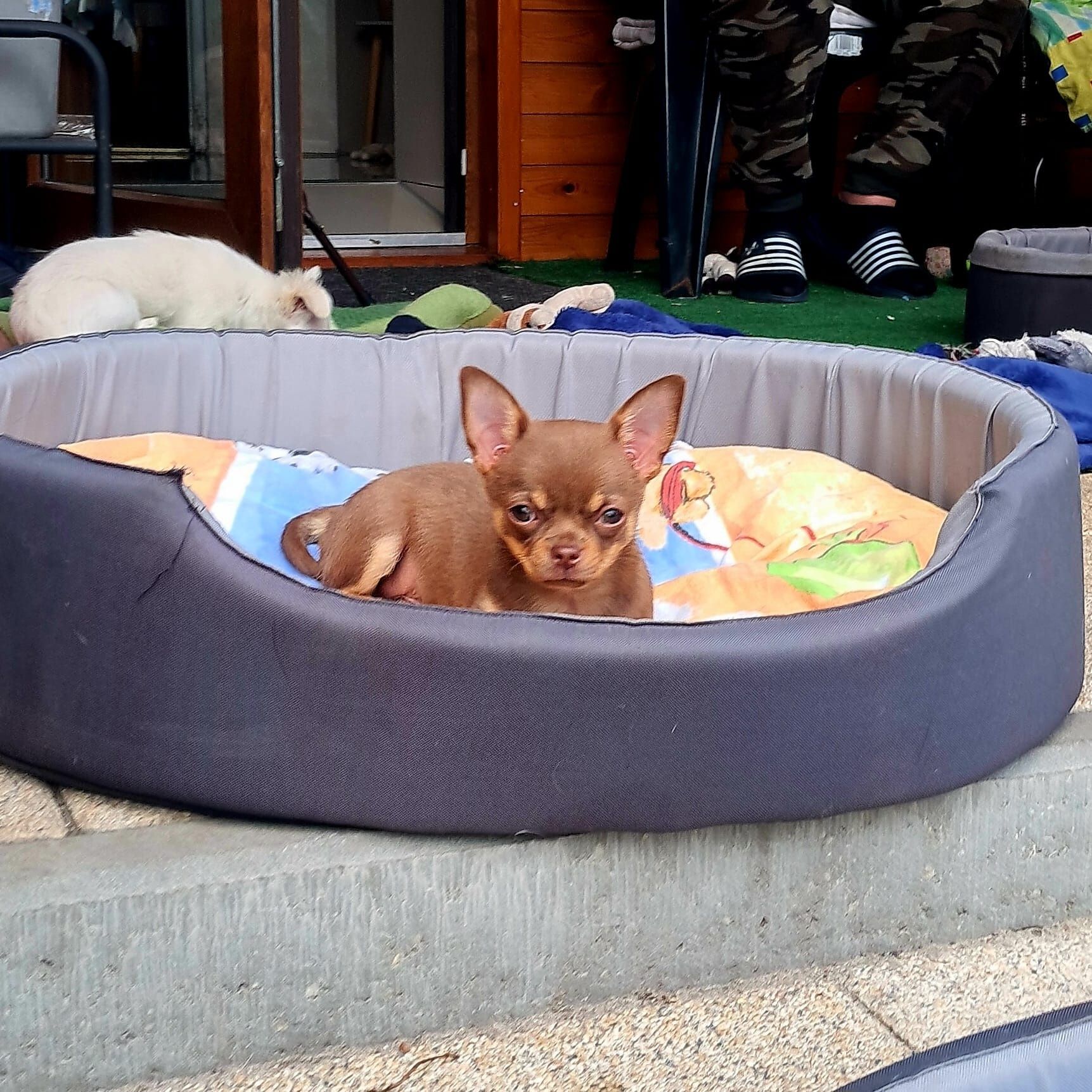 Mini Piesek Chihuahua