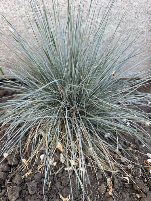 Рослини для клумби