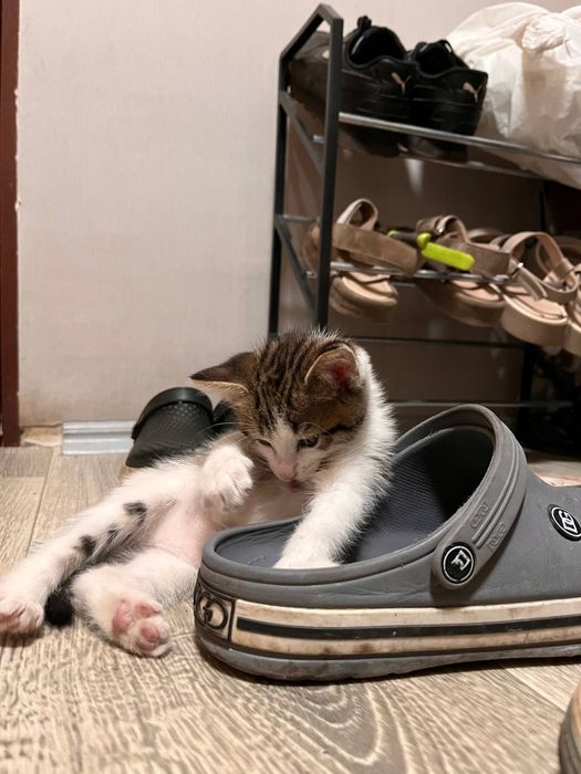 Отдам котенка мальчика в хорошие руки