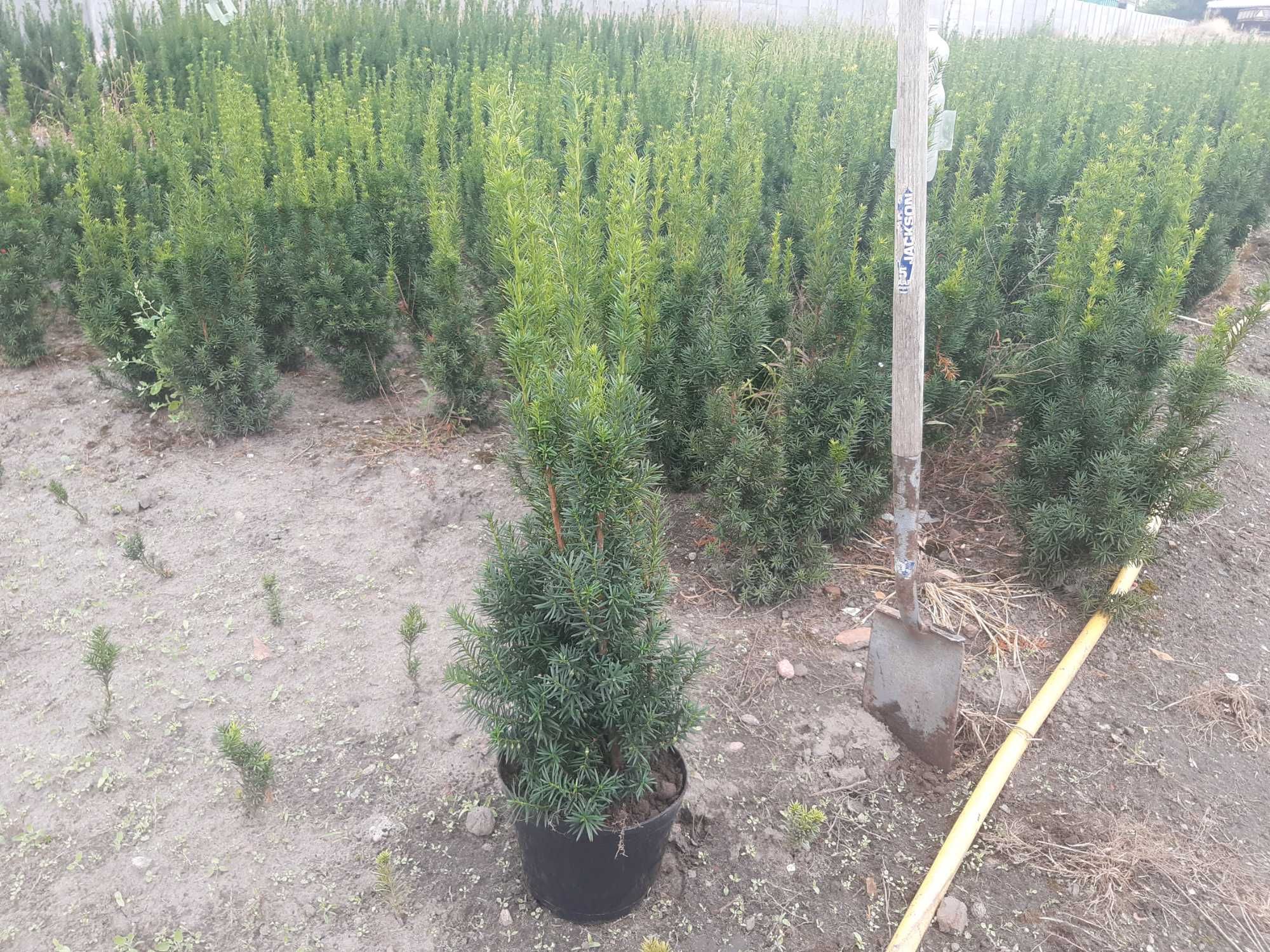 Cis Hicksii 80cm od producenta