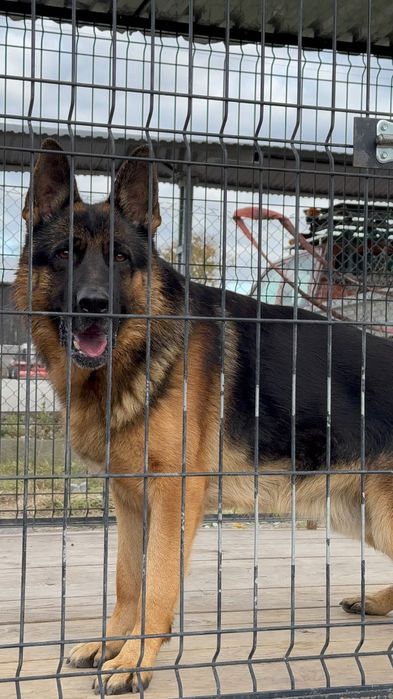 німецька вівчарка FCI/PKR: LASSO (кобель) × NOXA (сука)