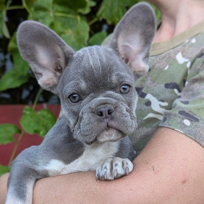 Чудова дівчинка французького бульдога в забарвленні ліловий з підпалом
