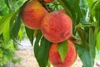 Drzewka owocowe jabłoń,grusza,wiśnia,brzoskwinie,nektaryny,leszczyna