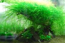 Mech Willow Moss