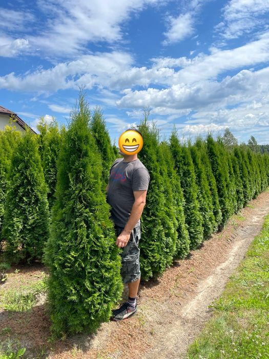 Tuja szmaragd 220cm PRODUCENT‼️ wysokie tuje szmaragd i brabant