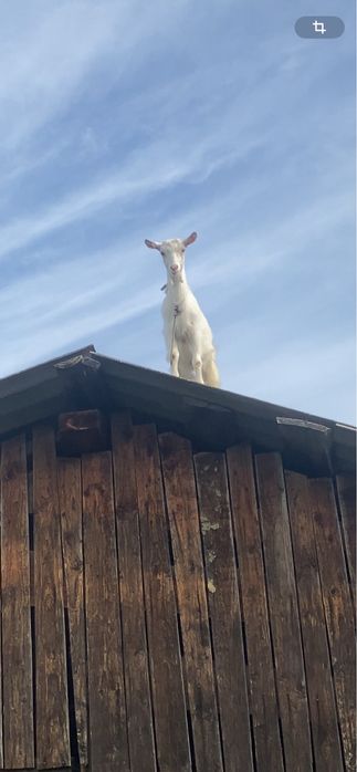 Коза, козичка, продається козичка
