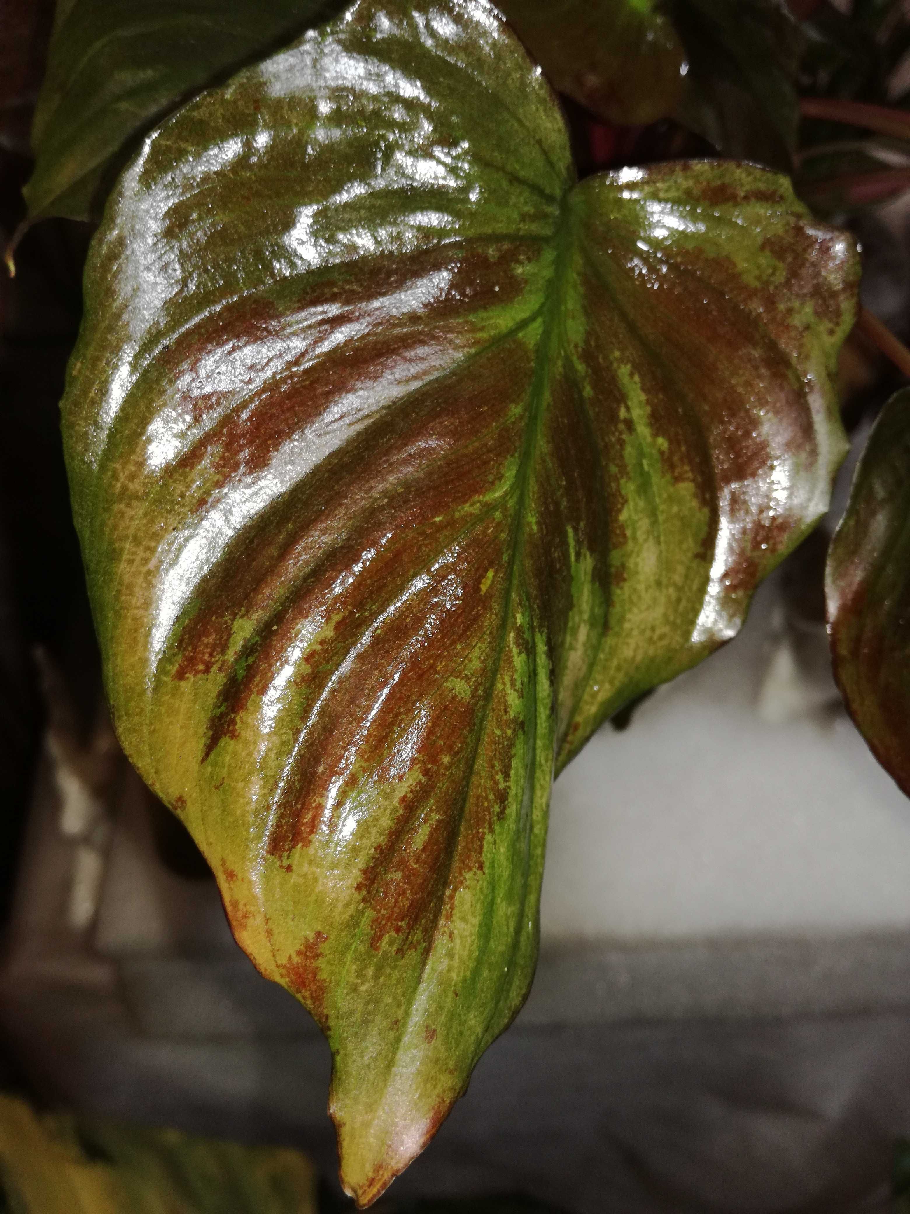 INTERNATIONAL Homalomena Dark Variegata philodendron czerwień czerń