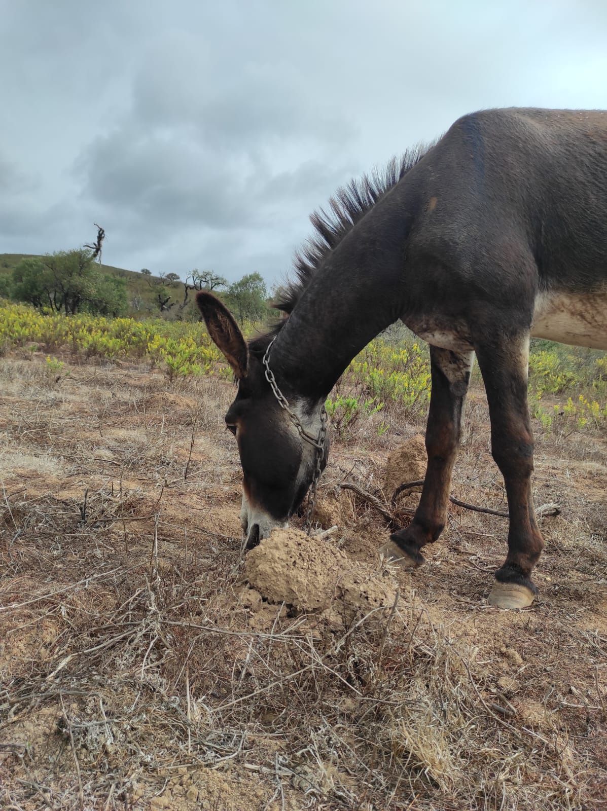 Burro inteiro manso, meigo e educado