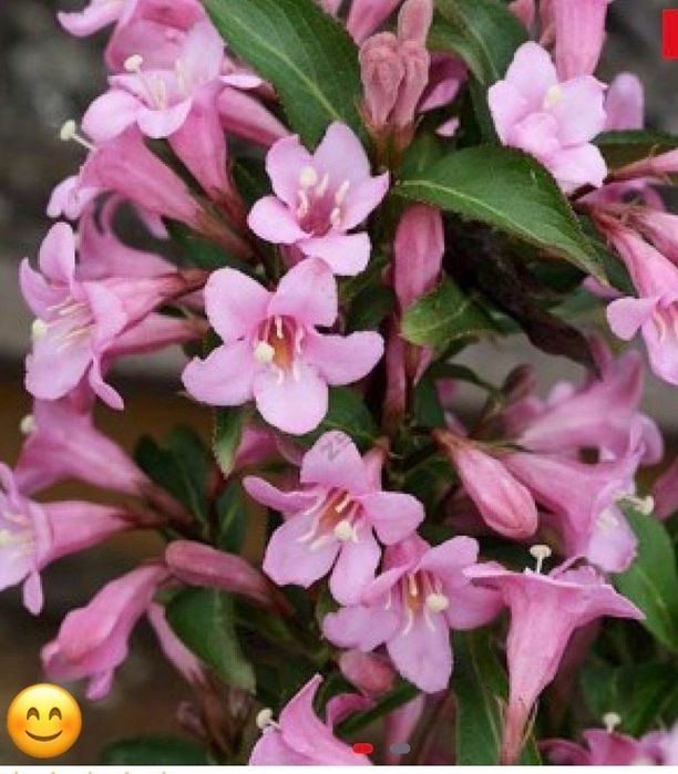 Вейгела кущі багаторічні