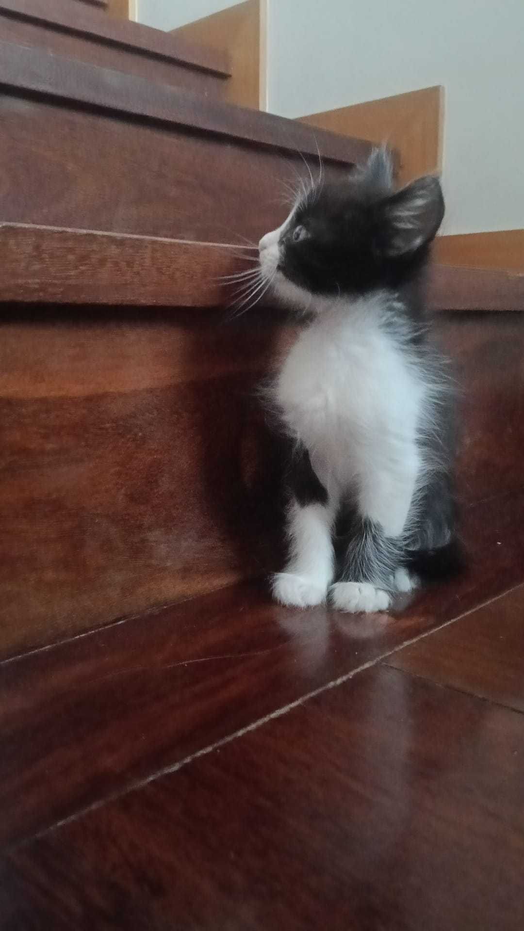 Gatinhos Bébes para Adopção