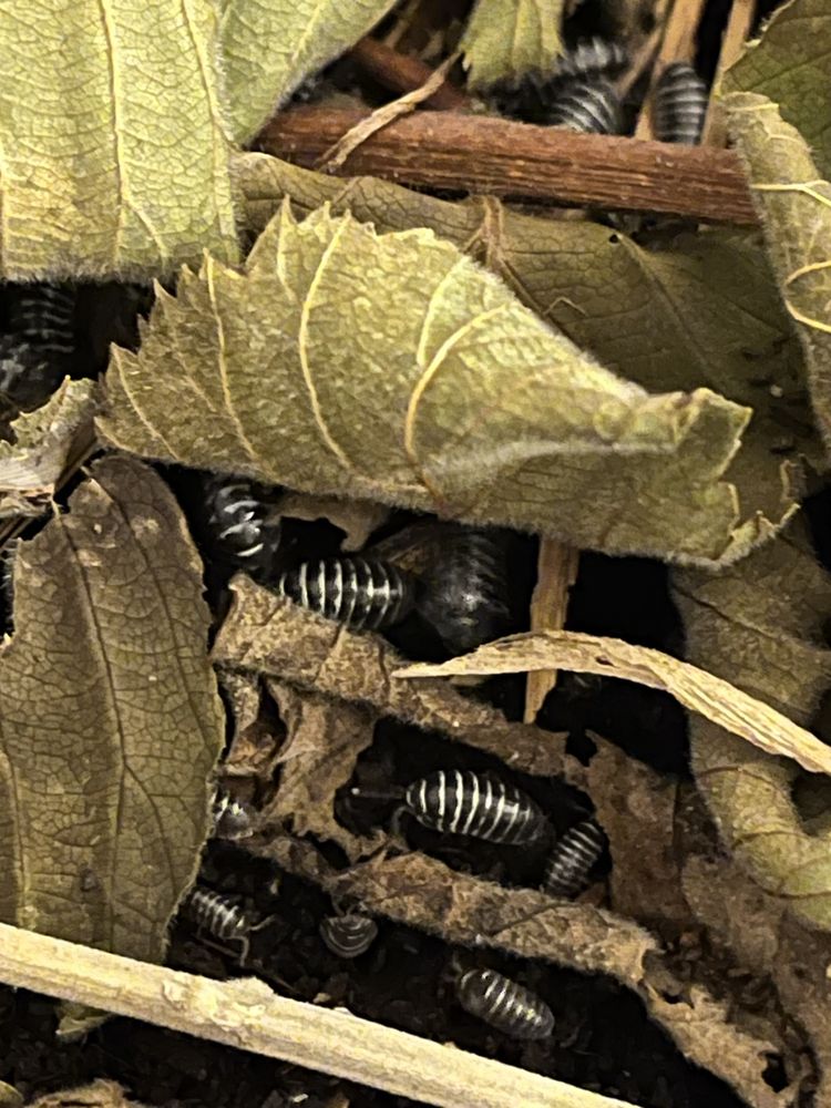 Isopody (Armadillidium maculatum) 10 sztuk